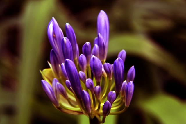 阿尔瓦雷斯 阿尔瓦雷斯